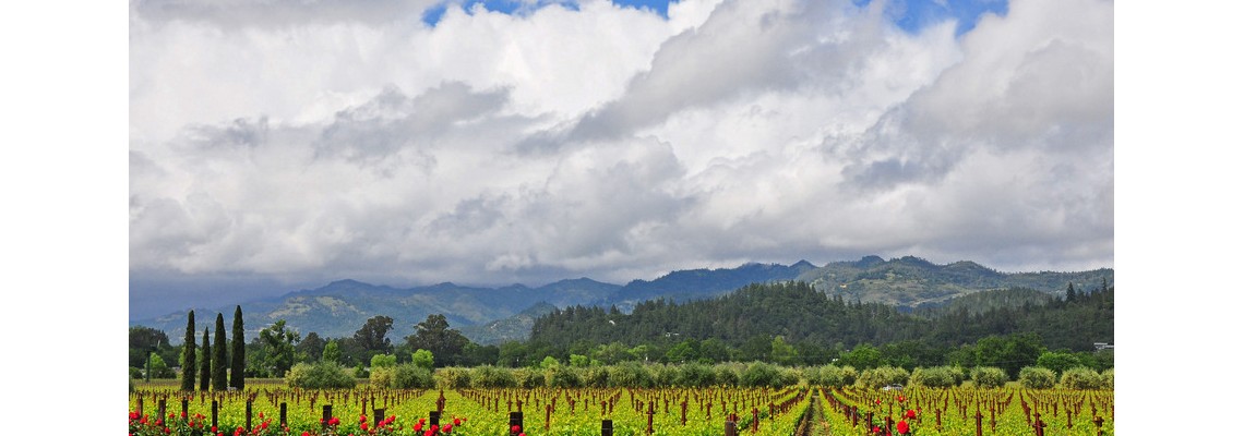 1.-Napa-vineyards