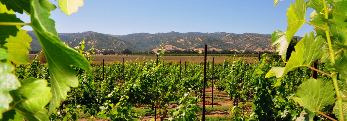 1.-Yolo-County-vineyards